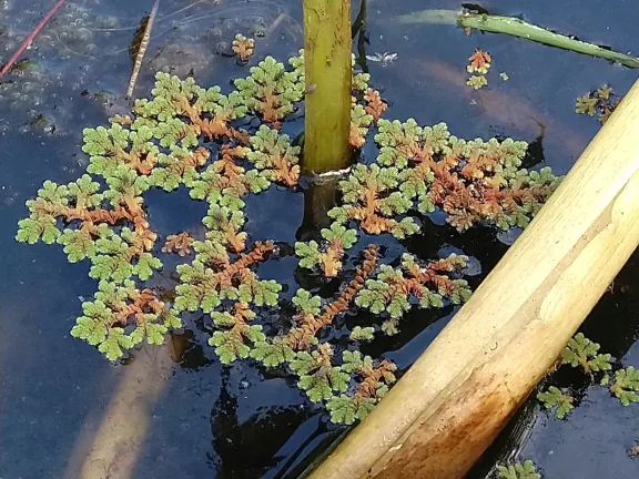 Helecho acuático azolla flotando