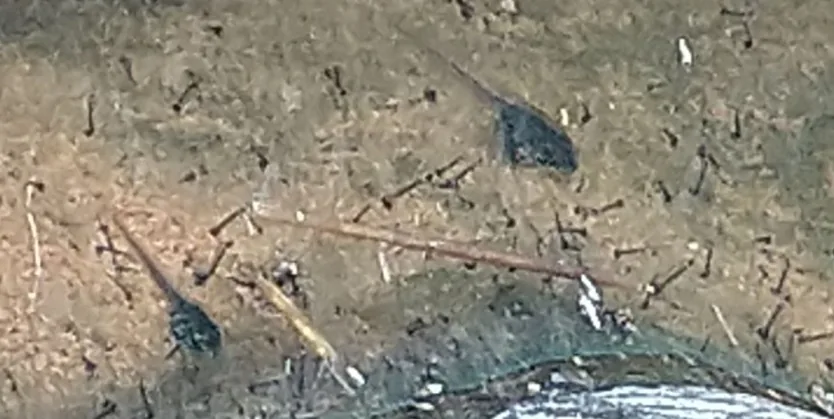 Renacuajos en el fondo del humedal
